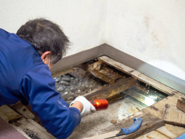 Best Black Mold Remediation in Franklin, NC