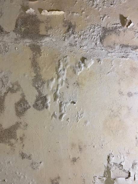 Best Insurance-Related Mold Remediation in Franklin, NC