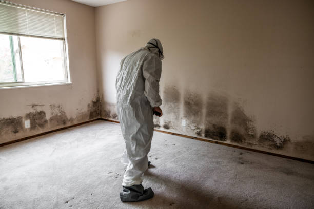 Best Industrial Mold Remediation in Franklin, NC