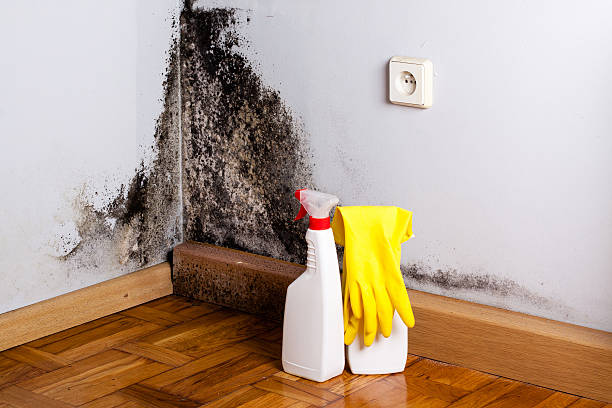 Best Bathroom Mold Remediation in Franklin, NC