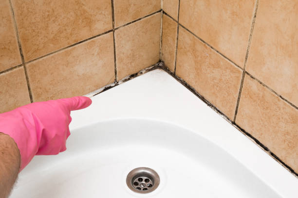 Best Post-Flood Mold Remediation in Franklin, NC